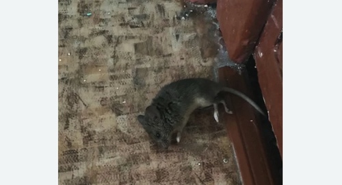 Дезинфекция от мышей в Крылатском районе Москвы