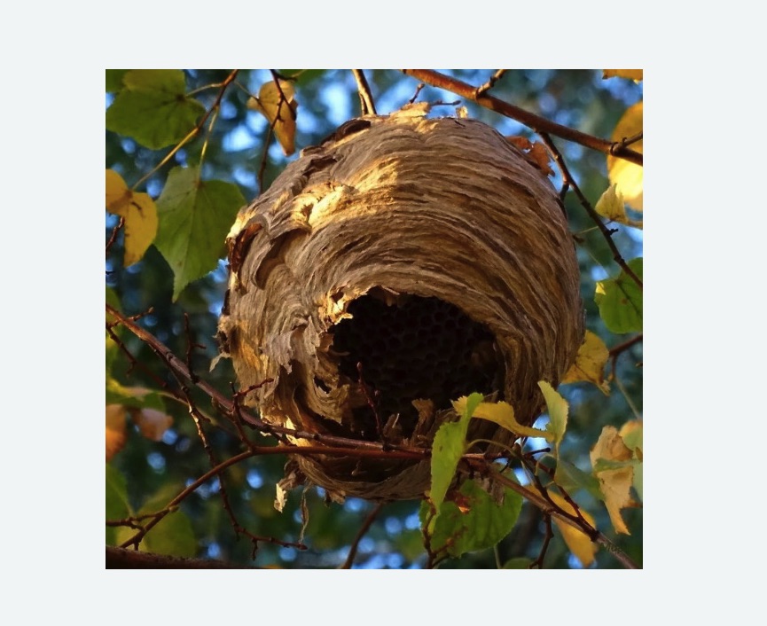 Обработка от шершней в Крылатском районе Москвы