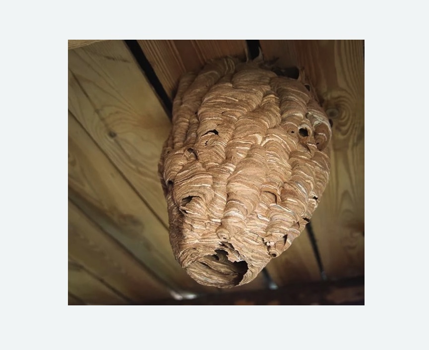 обработка от шершней в Крылатском районе Москвы