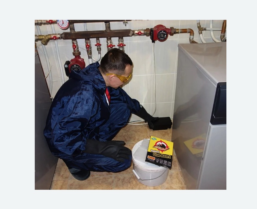 Уничтожение крыс Уничтожение крыс в Крылатском районе Москвы