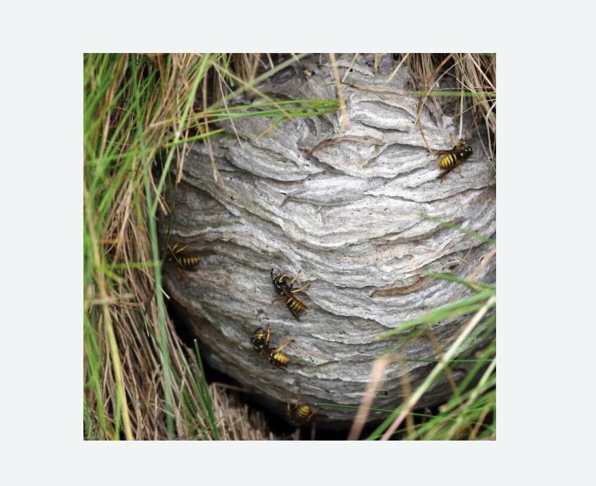 Уничтожение ос и ульев в Крылатском районе Москвы